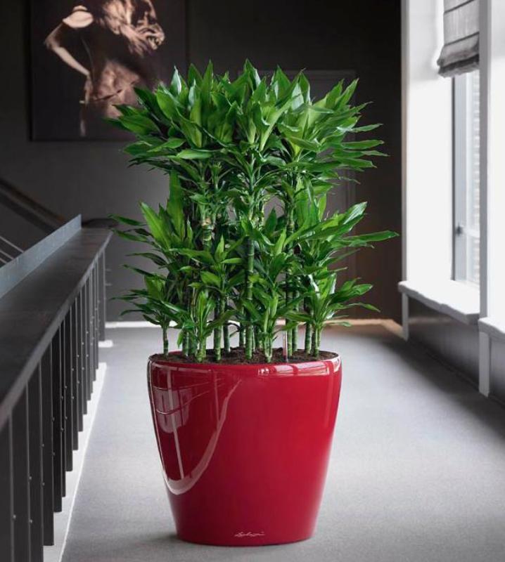 LECHUZA CLASSICO LS Round Poly Resin Self-watering Planter