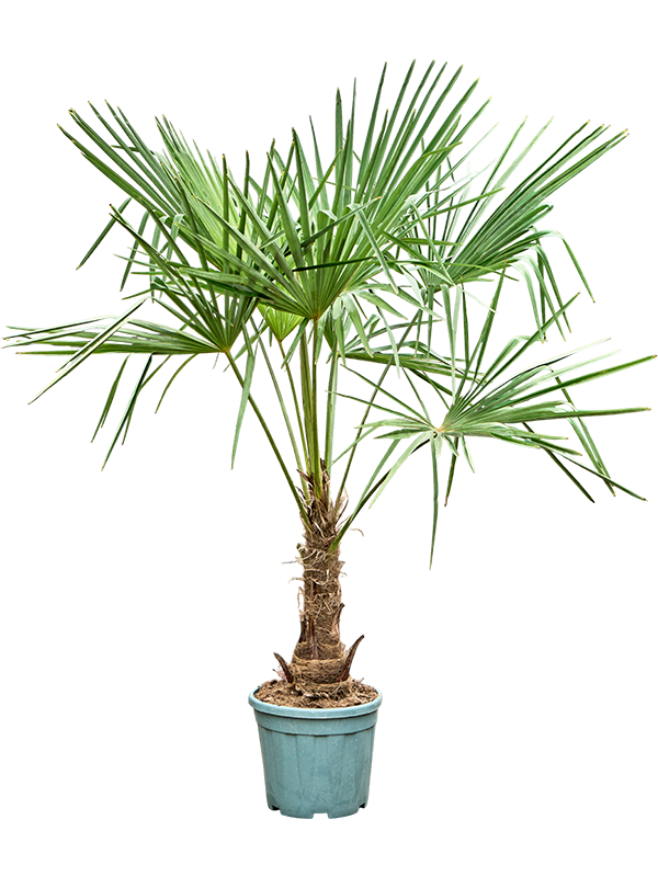 Windmill Palm Tree Trachycarpus fortunei (300-350)