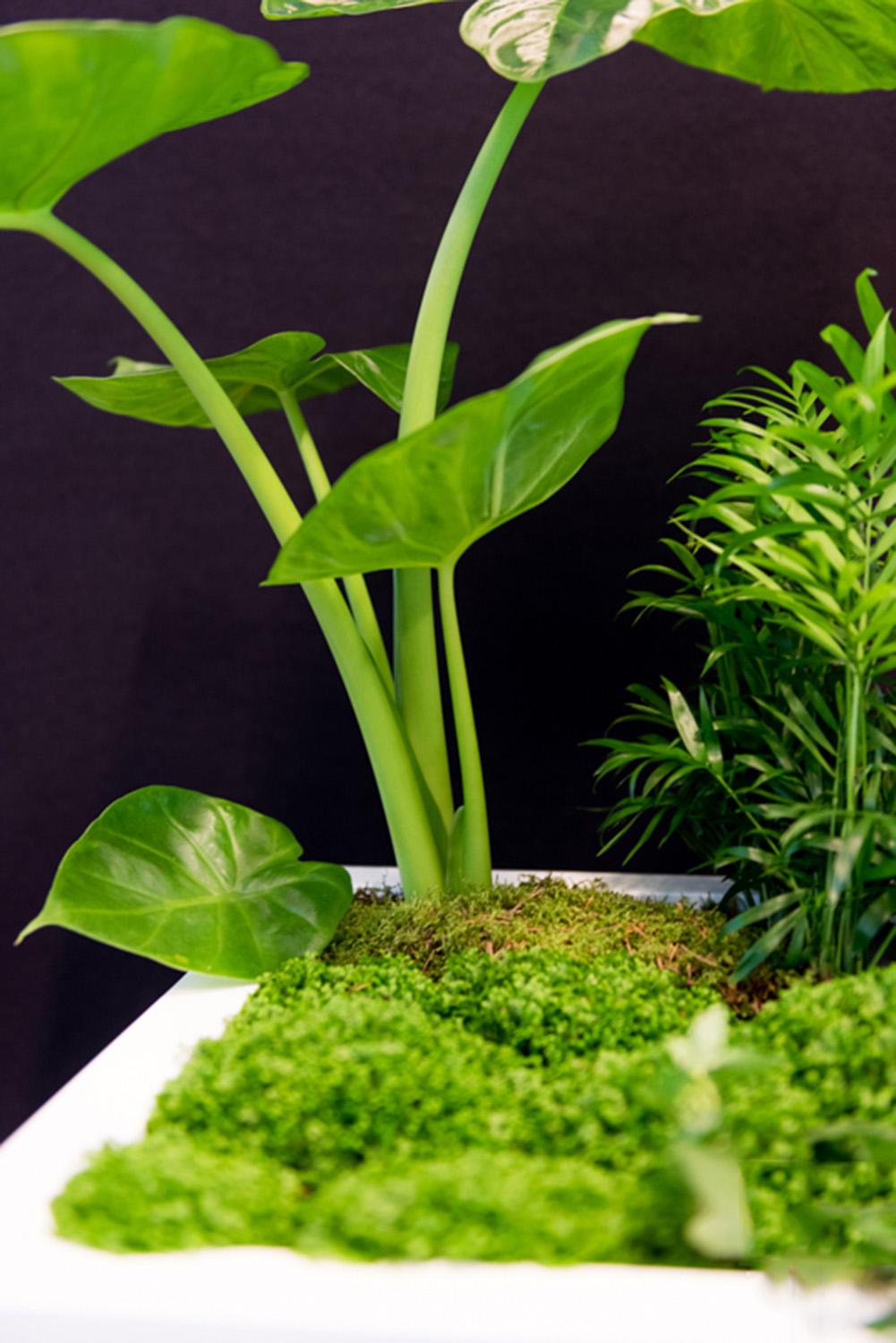Square Fiberstone Planter by Idealist Premium JUMBO