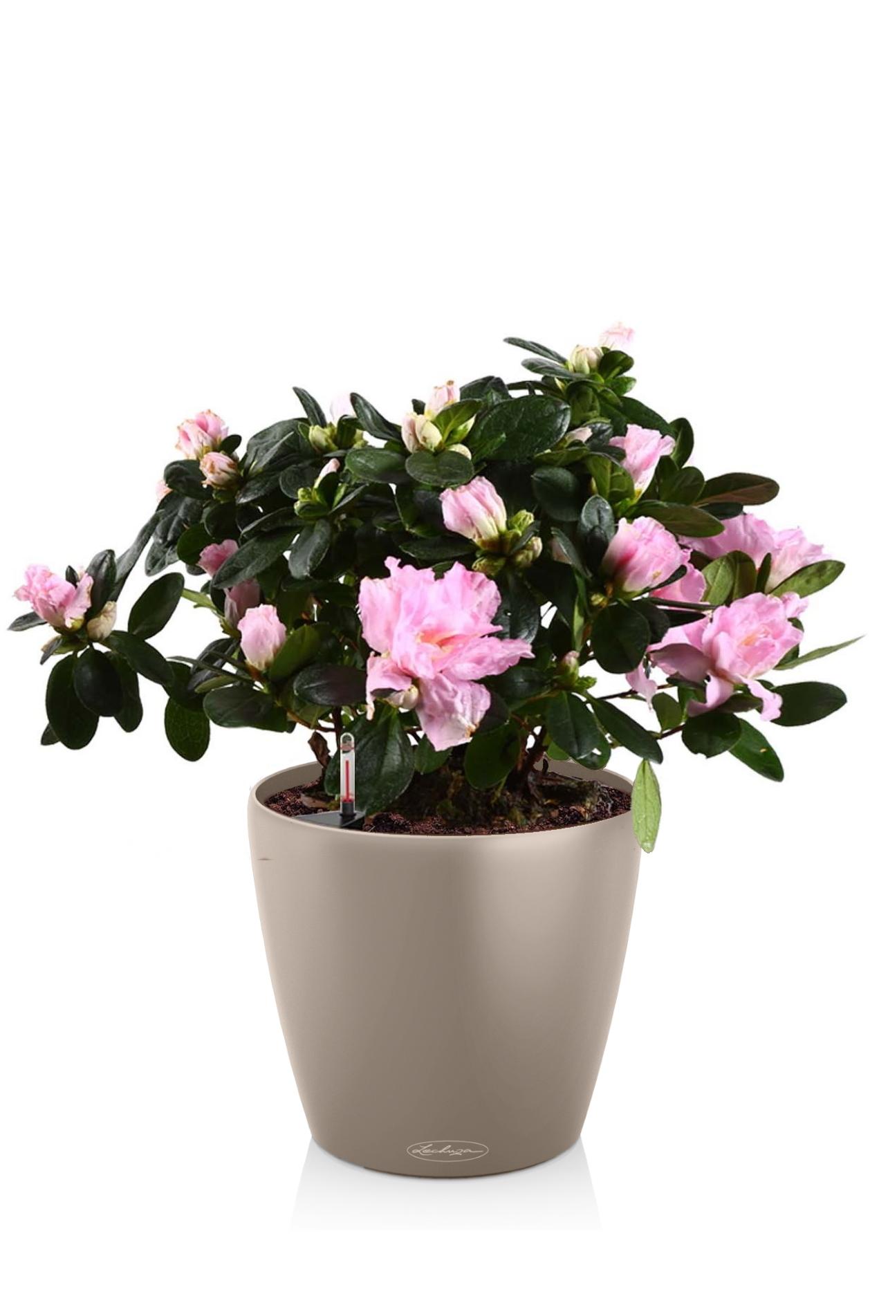 Blooming Azalea in LECHUZA CLASSICO Color Self-watering Planter, Total Height 50 cm
