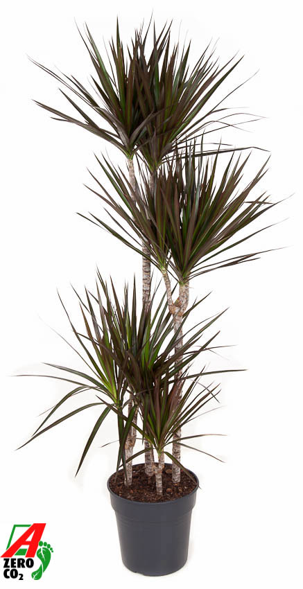 Showy Dragon Tree Dracaena marginata 'Magenta' Tall Indoor House Plants Trees