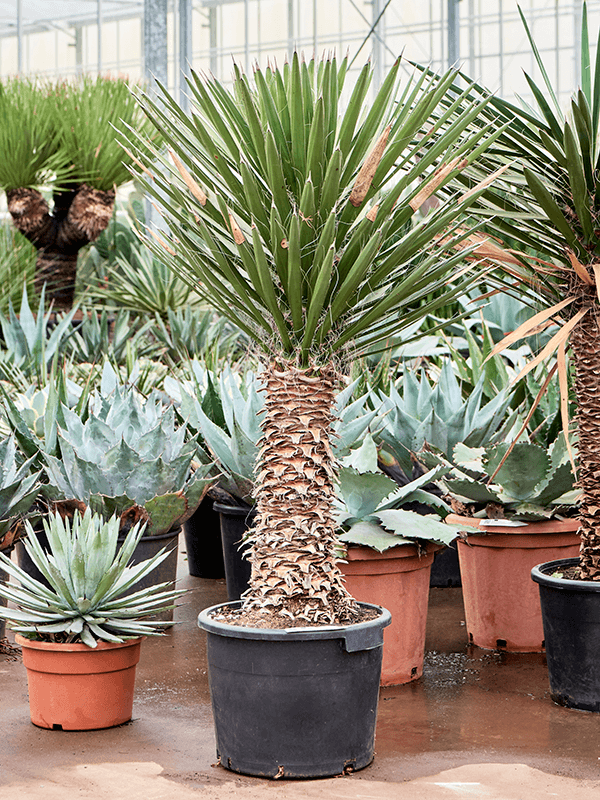 Photogenic Spanish Dagger Yucca filifera Tall Indoor House Plants Trees