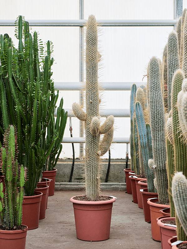 Easy-Care Old Man Cactus Espostoa lanata Indoor House Plants (130-160) W50  H(120-150) cm, Potsize D32 cm