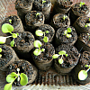 How to plant and grow plants in plastic pots: use guide
