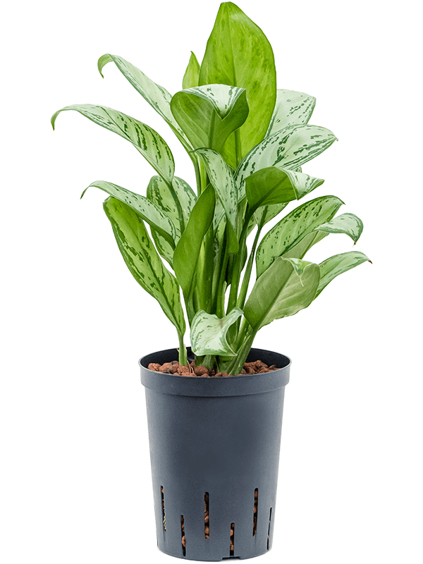 Delicate Chinese Evergreen Aglaonema 'Christina' Indoor House Plants