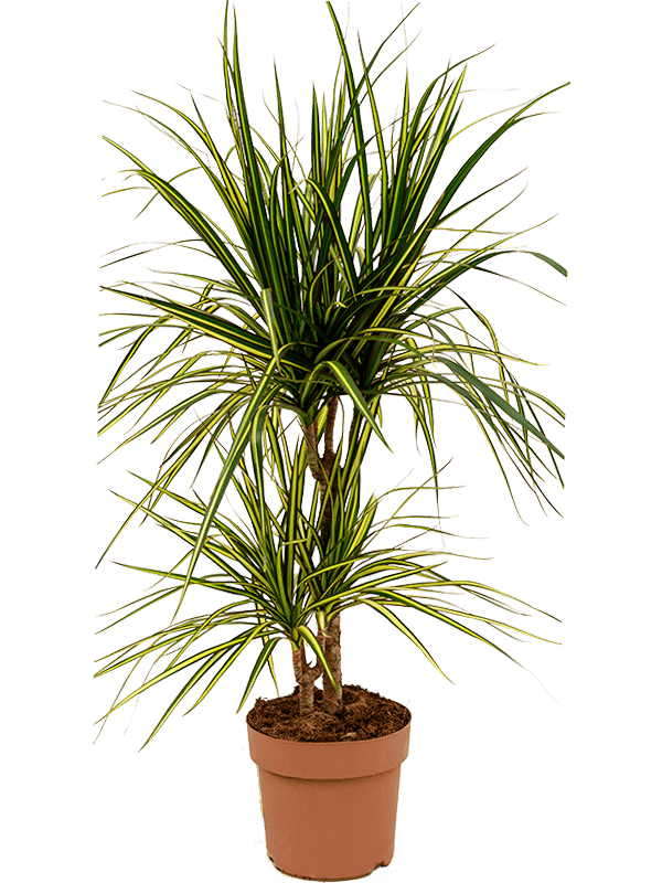 Showy Dragon Tree Dracaena marginata 'Sunray' Tall Indoor House Plants Trees