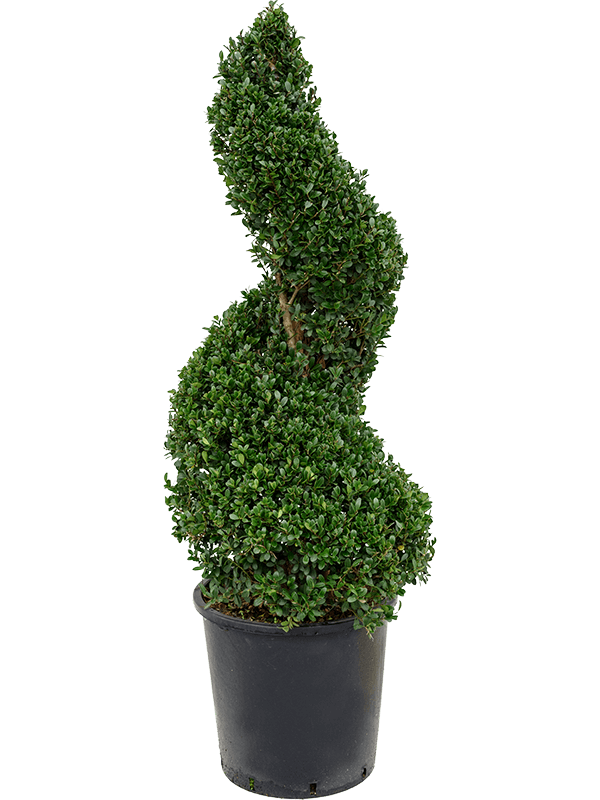 Cute Japanese Holly Ilex crenata 'Dark Green'