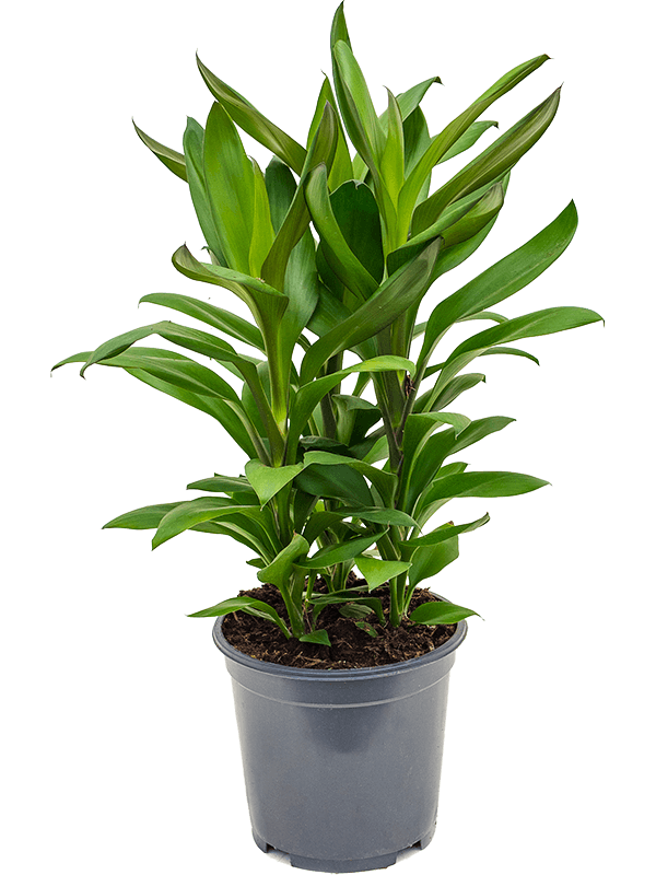 Vibrant Ti Plant Cordyline fruticosa' Glauca' Indoor House Plants