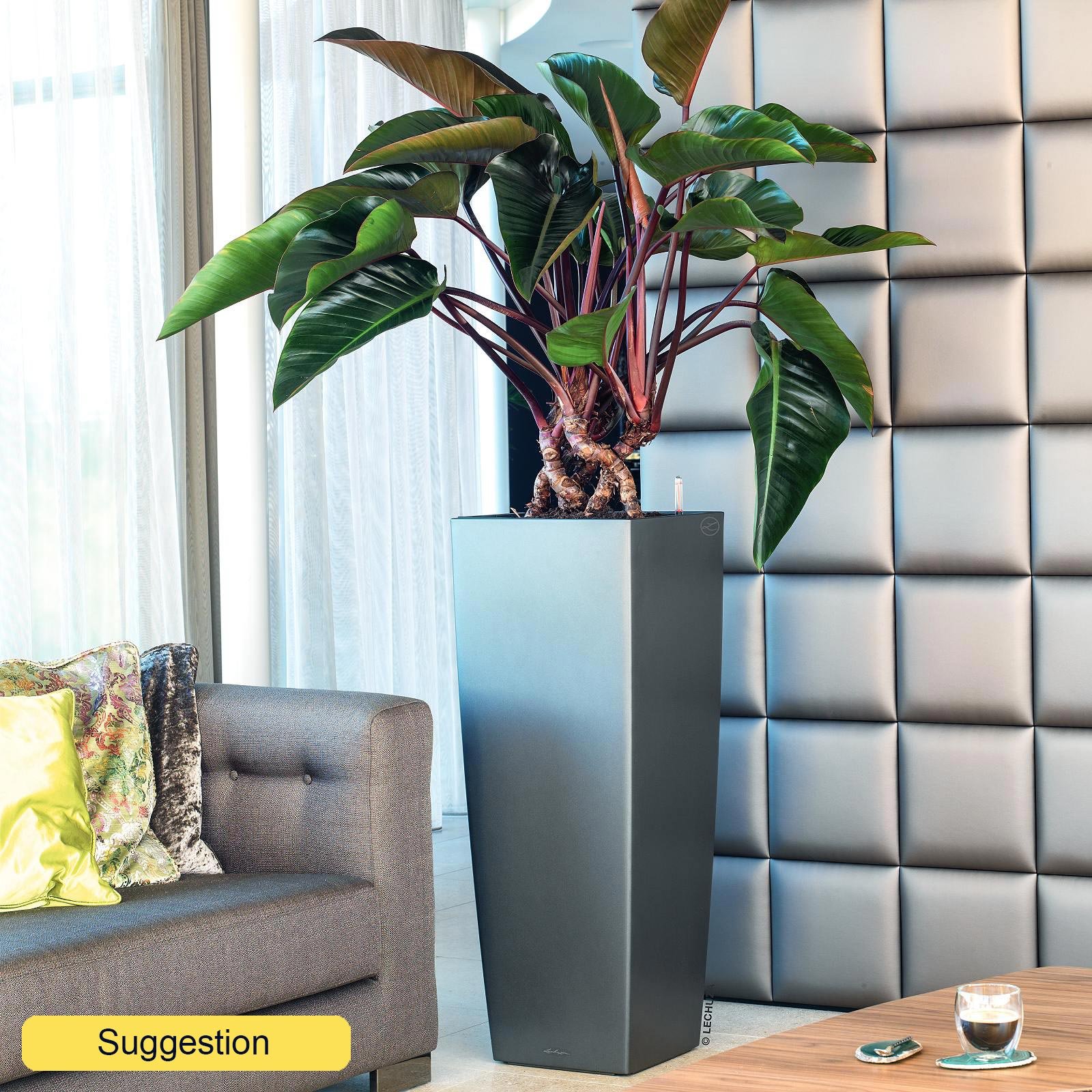 Lush Heart-Leaf Philodendron 'Red Beauty' Indoor House Plants