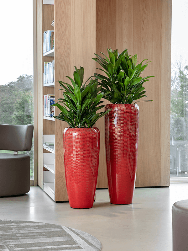 Vibrant Ti Plant Cordyline fruticosa' Glauca' Indoor House Plants