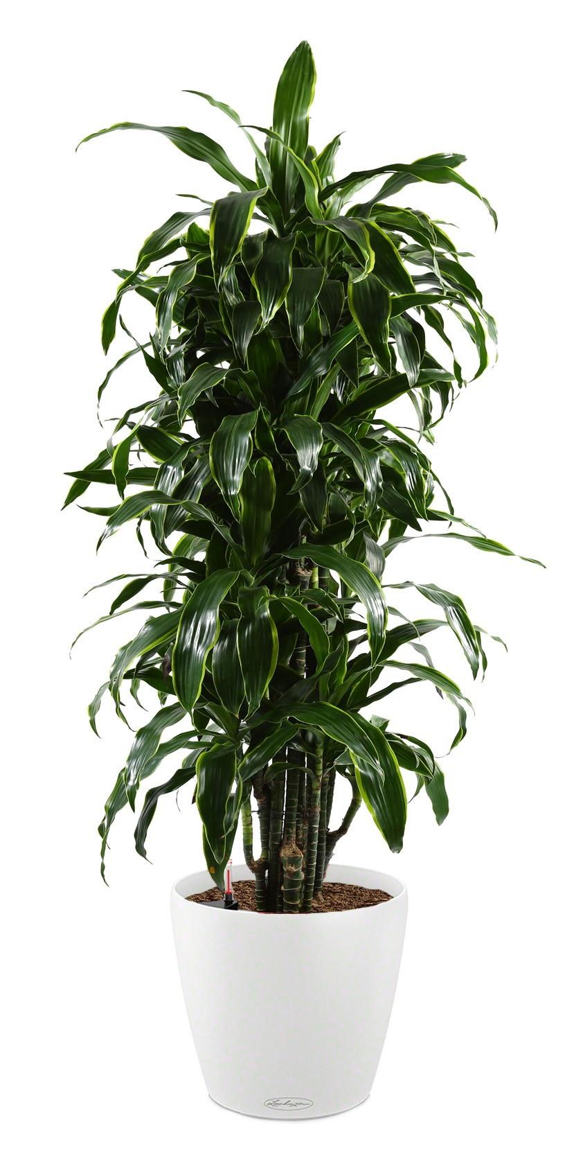 Dracaena Fragrans Arturo in LECHUZA CLASSICO Color Self-watering Planter, Total Height 160 cm