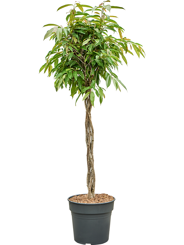Lush Narrow-leaf Fig Ficus binnendijkii 'Amstel King' Tall Indoor House Plants Trees
