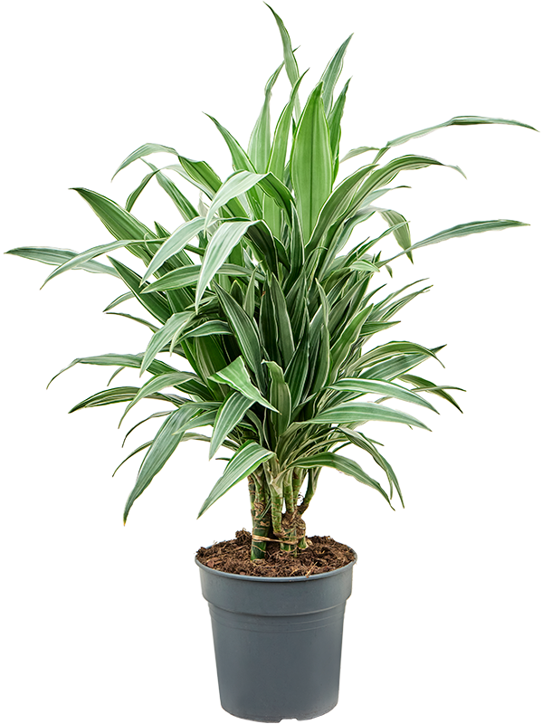 Insta-friendly Dracaena deremensis 'Warneckei' Tall Indoor House Plants Trees