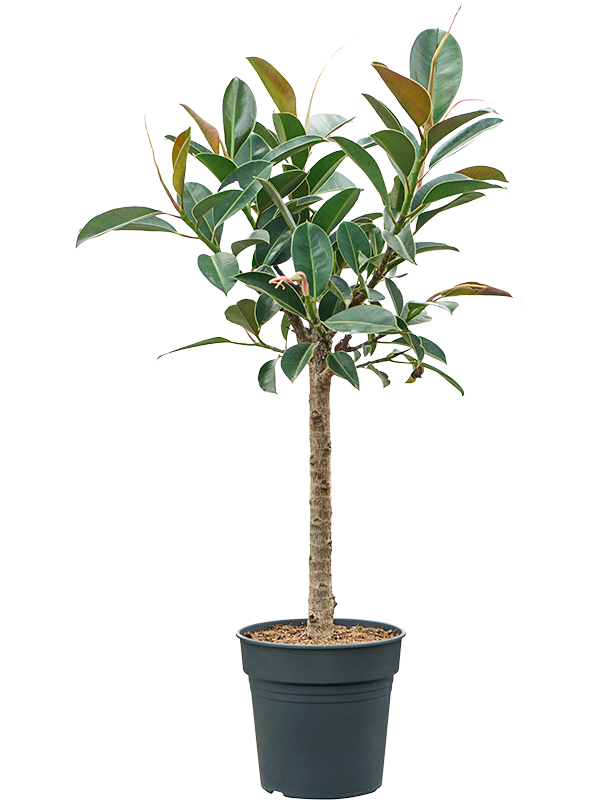 Lush Rubber Plant Ficus elastica 'Melany' Tall Indoor House Plants Trees