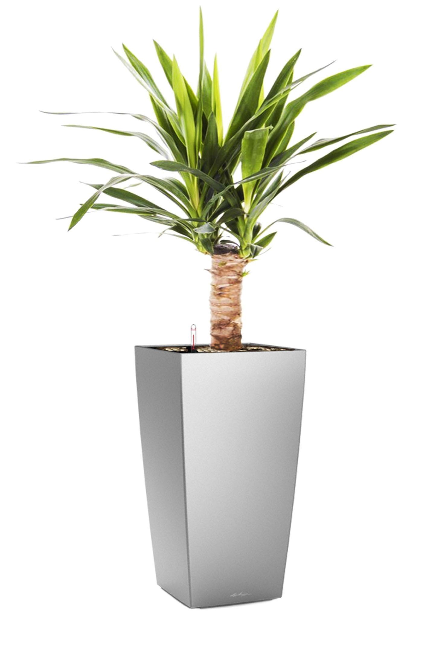 Yucca in LECHUZA CUBICO Self-watering Planter, Total Height 70 cm
