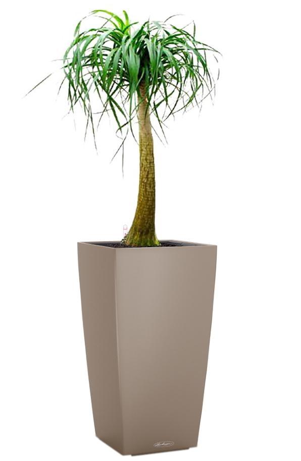 Nolina in LECHUZA CUBICO Color Self-watering Planter, Total Height 120 cm