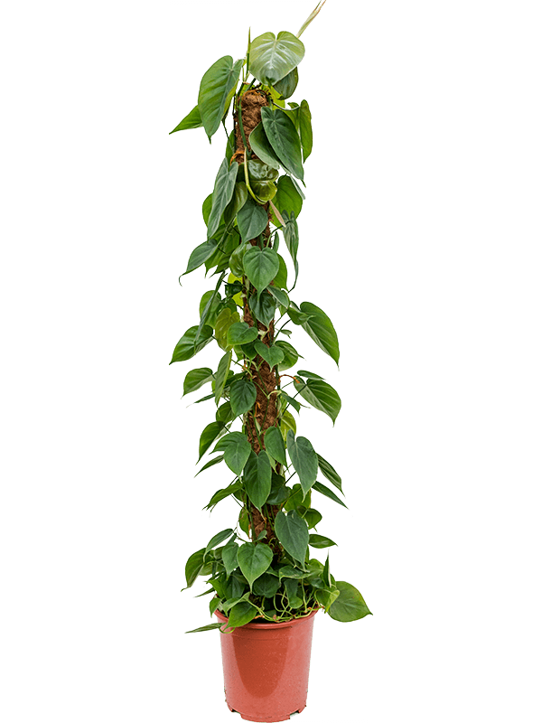 Lush Heart-Leaf Philodendron scandens Indoor House Plants