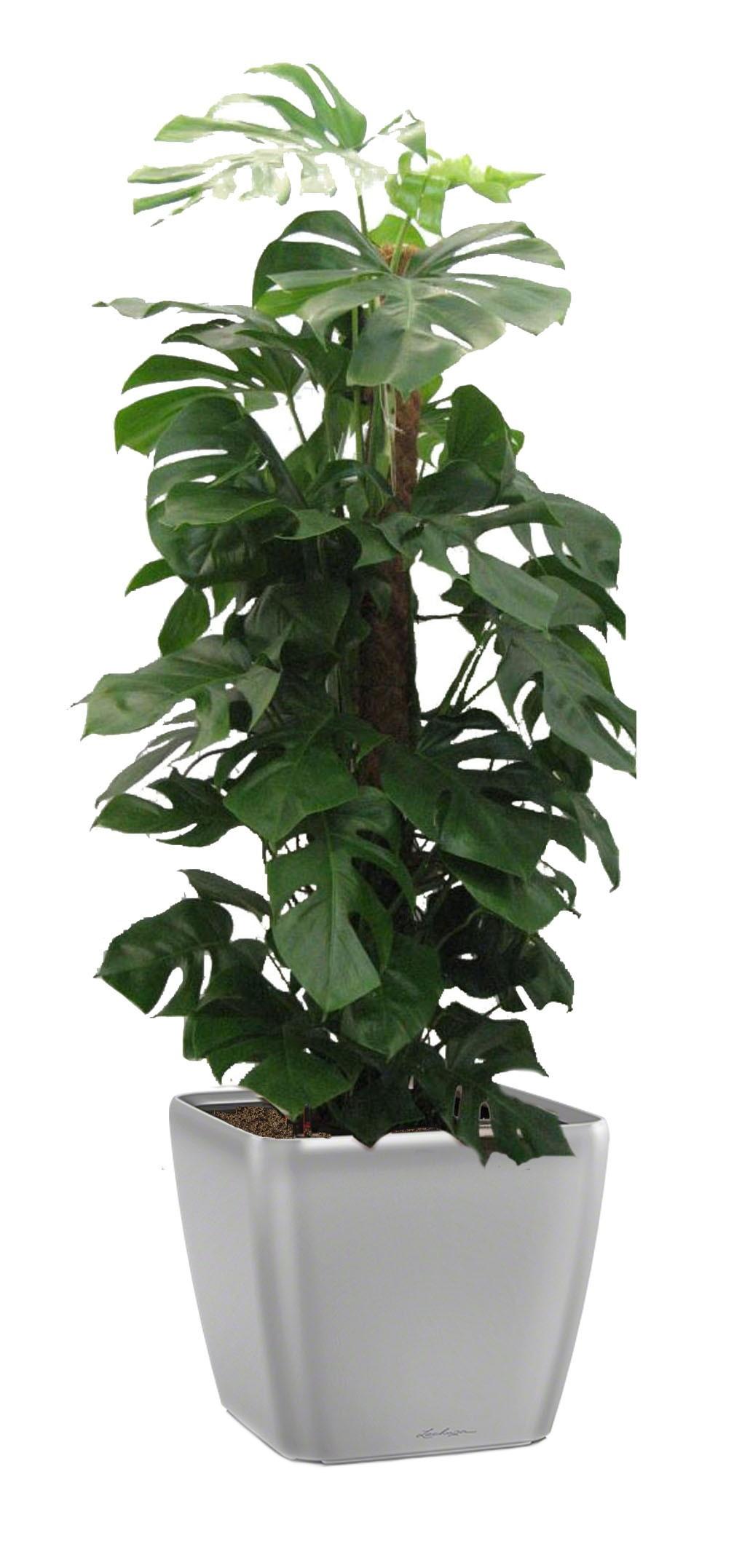 Potted House Plant Monstera Deliciosa in LECHUZA QUADRO LS Silver Metallic  Self-watering Planter, Total Height 140-150 cm