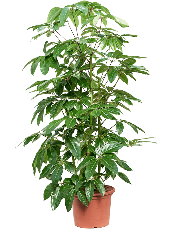 Cheerful Umbrella Tree Schefflera actinophylla 'Amate' Indoor House Plants