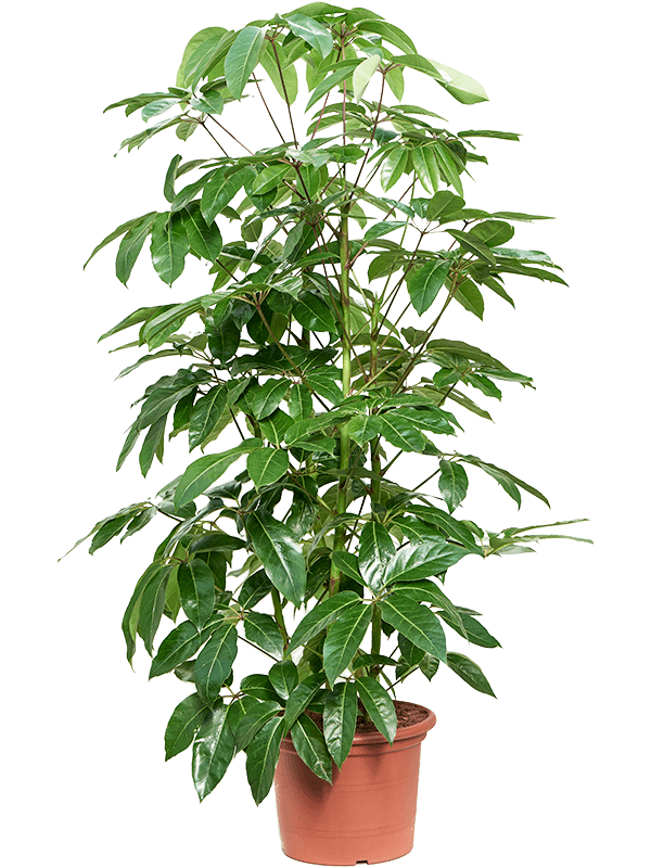 Cheerful Umbrella Tree Schefflera actinophylla 'Amate' Indoor House Plants