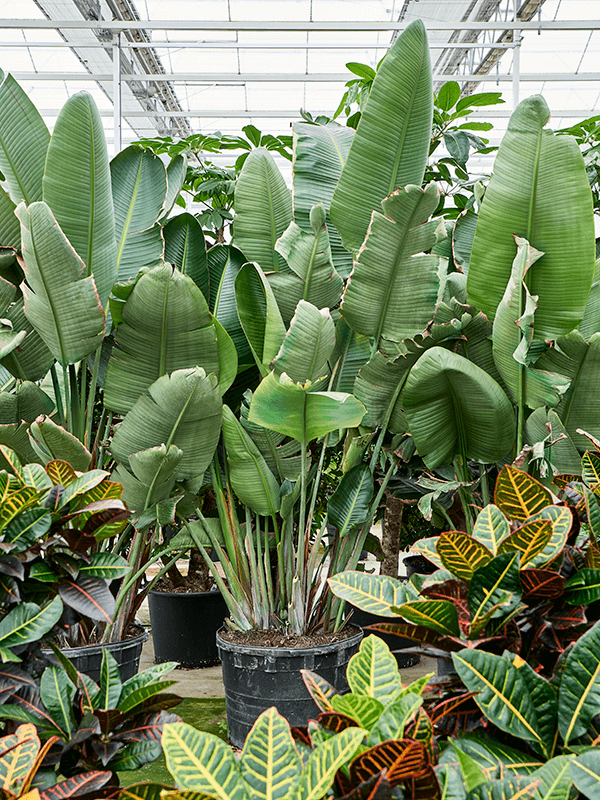 Tropical Bird of Paradise Strelitzia nicolai Indoor House Plants