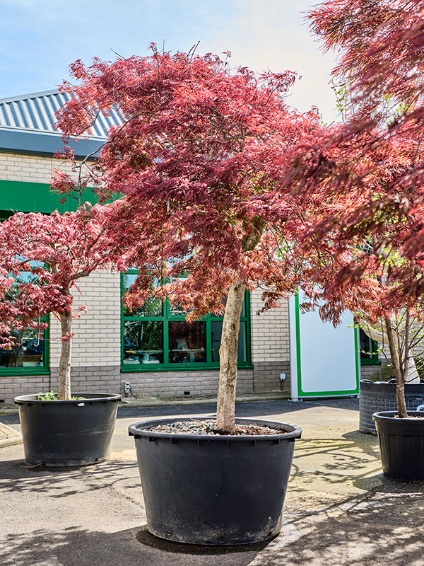 Acer pal. diss. 'Inaba-shidare'