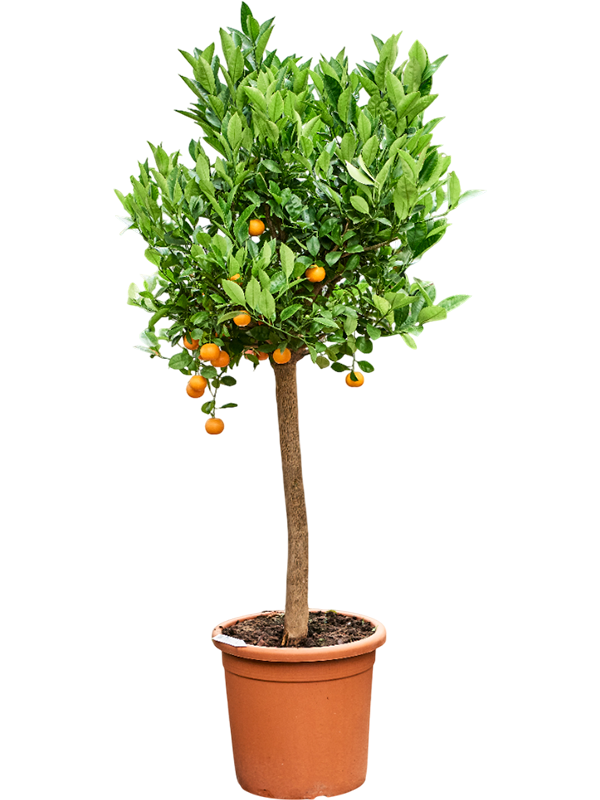 Cheerful Citrus (Citrofortunella) calamondin Tall Indoor House Plants Trees