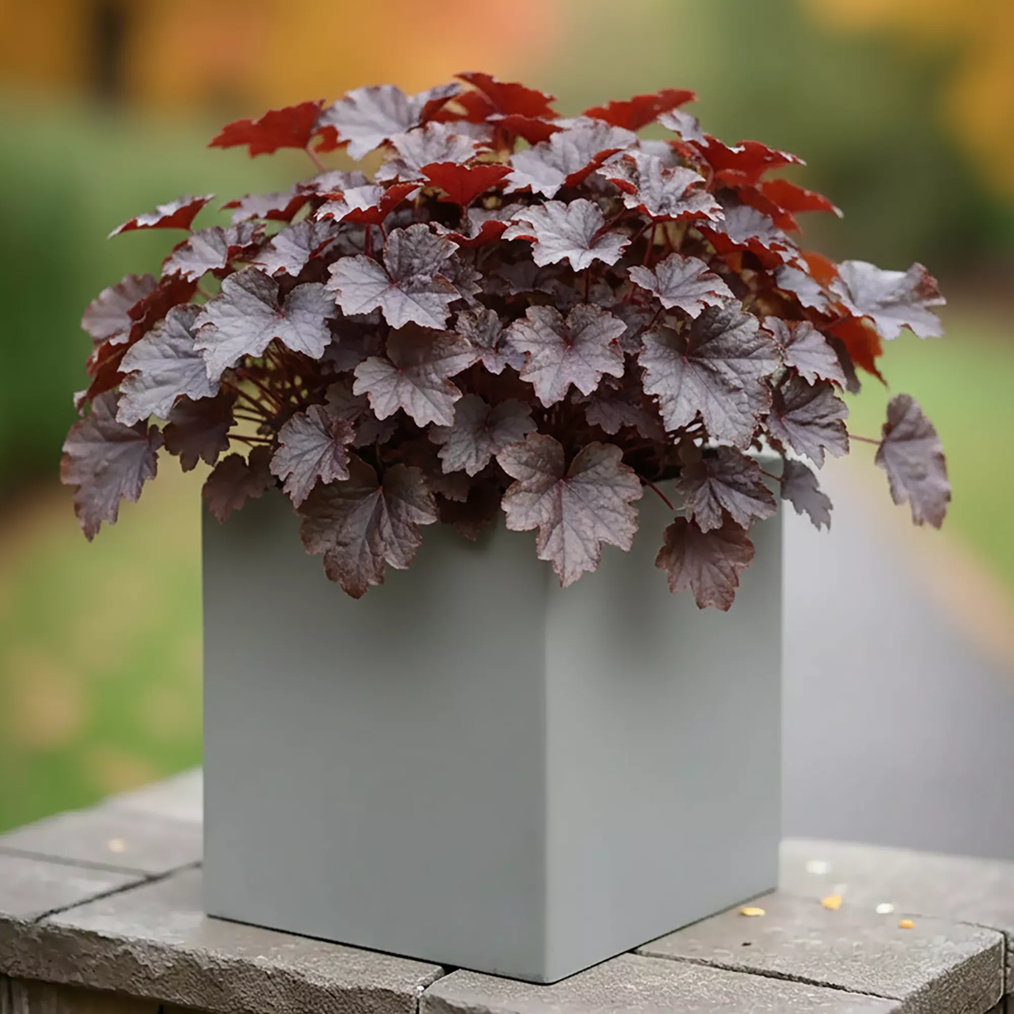 IDEALIST Lite Square Box Contemporary Light Concrete Planter