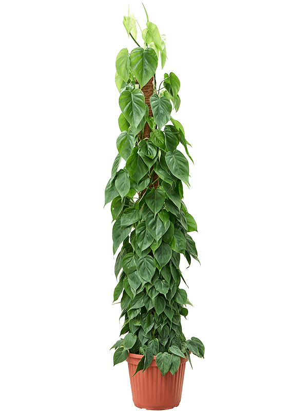 Lush Heart-Leaf Philodendron scandens Indoor House Plants