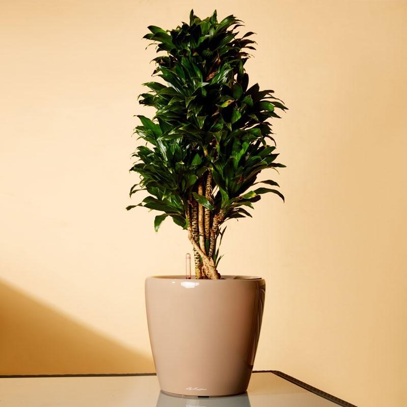 Dracaena Fragrans Compacta in LECHUZA CLASSICO LS Self-watering Planter, Total Height 105 cm