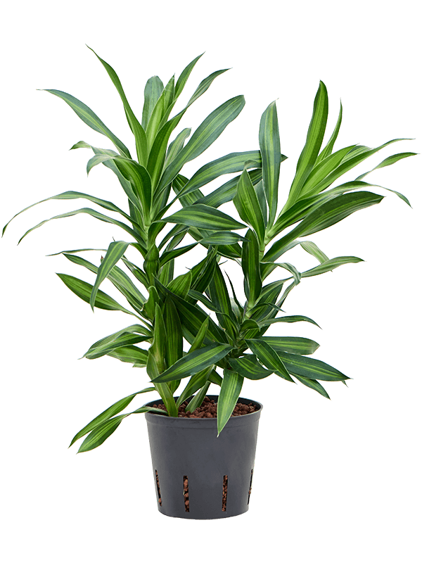 Fabulous Pleomele (Dracaena) reflexa 'Song of Jamaica' Tall Indoor House Plants Trees