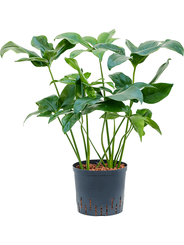 Lush Heart-Leaf Philodendron 'Green Wonder' Indoor House Plants