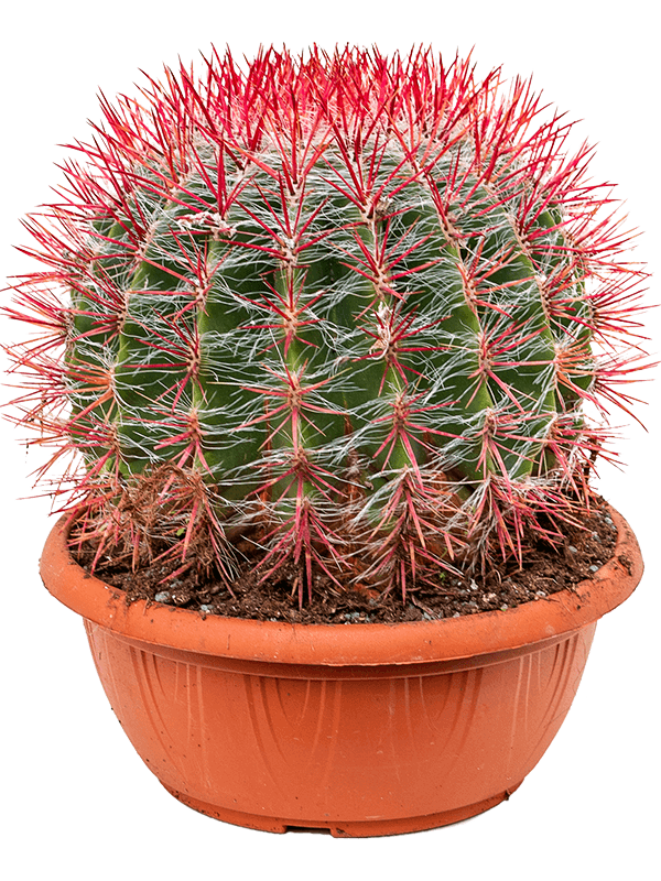 Cute Mexican Fire Barrel Cactus Ferocactus stainesii Indoor House Plants