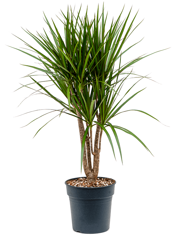 Showy Madagascar Dragon Tree Dracaena marginata Tall Indoor House Plants Trees
