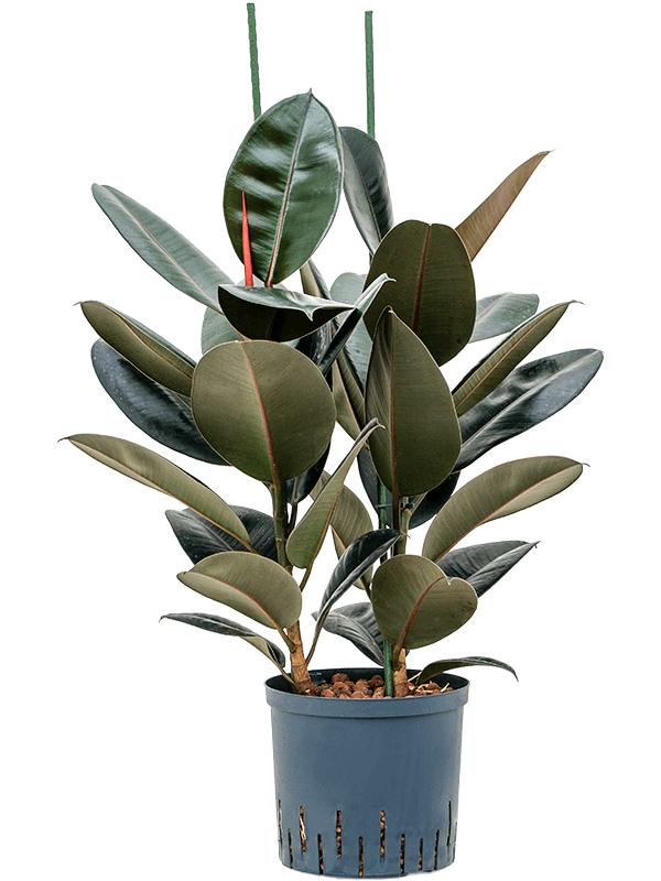 Lush Rubber Plant Ficus elastica 'Abidjan' Indoor House Plants