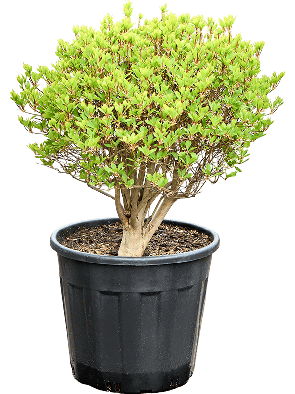 Enkianthus perulatus