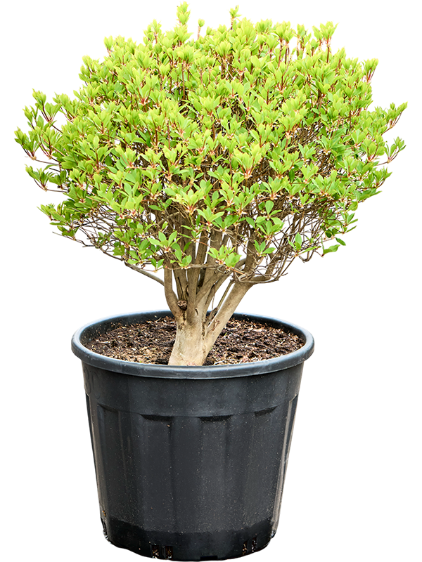 Enkianthus perulatus