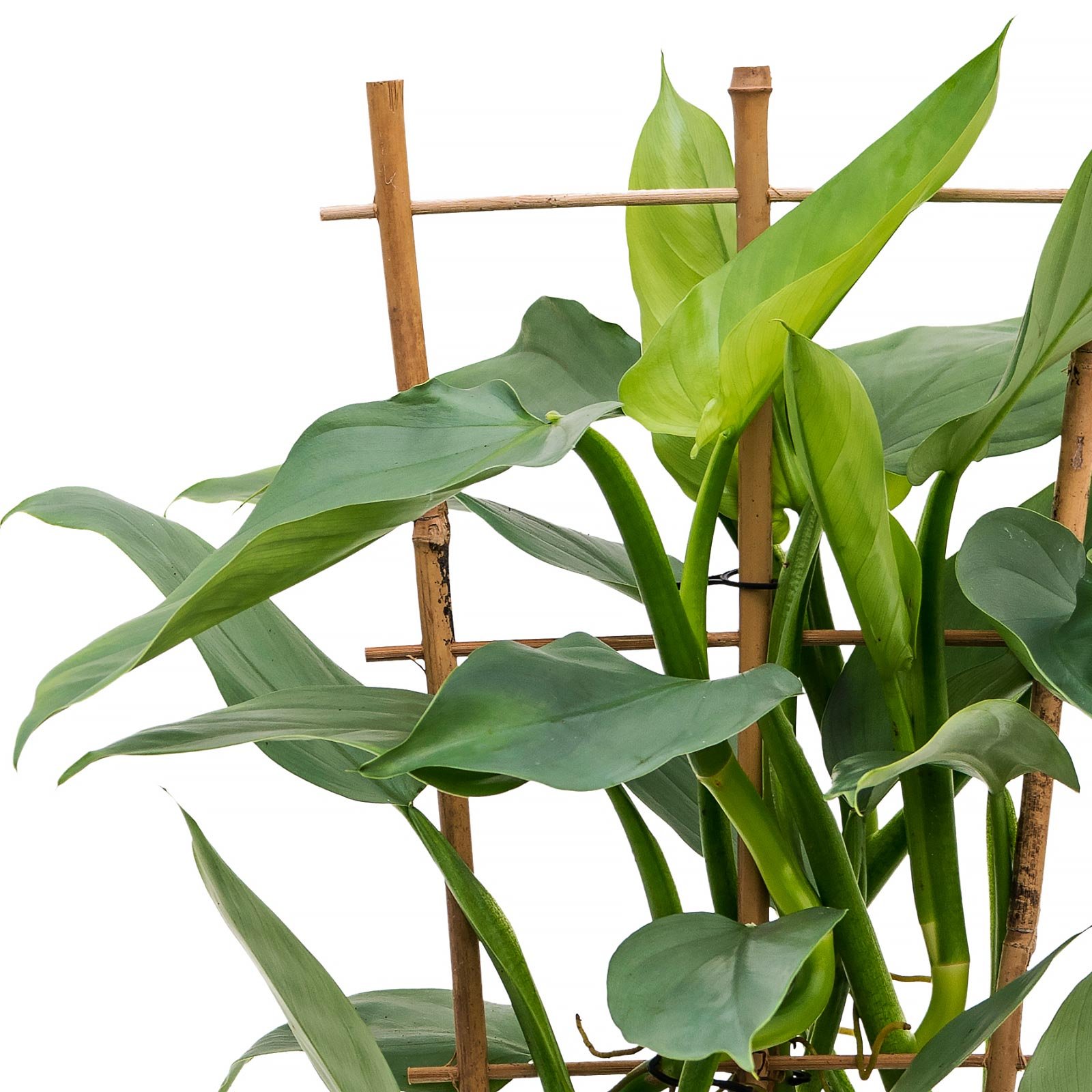 Lush Heart-Leaf Philodendron ‘Silver Queen’ Indoor House Plants