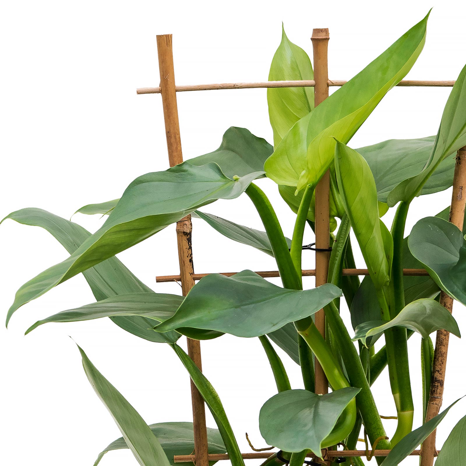 Lush Heart-Leaf Philodendron ‘Silver Queen’ Indoor House Plants