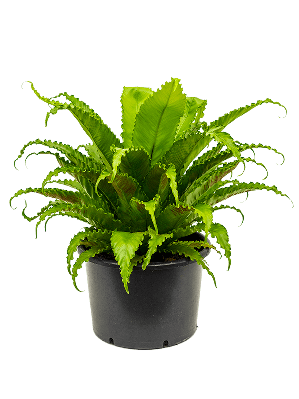 Fancy Birds Nest Fern Asplenium antiquum 'Osaka' Indoor House Plants