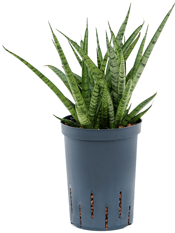 Easy-Care Snake Plant Sansevieria comet 'Rocky Mountain' Indoor House Plants