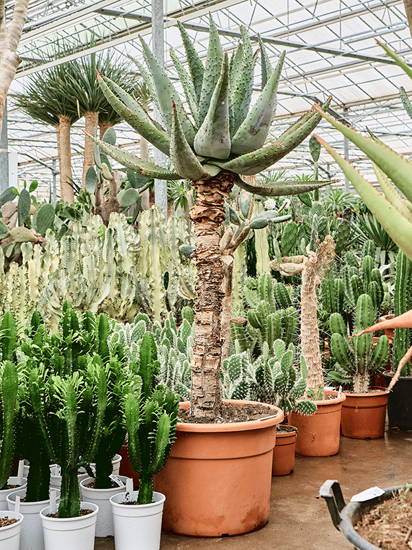 Majestic Mountain Aloe marlothii