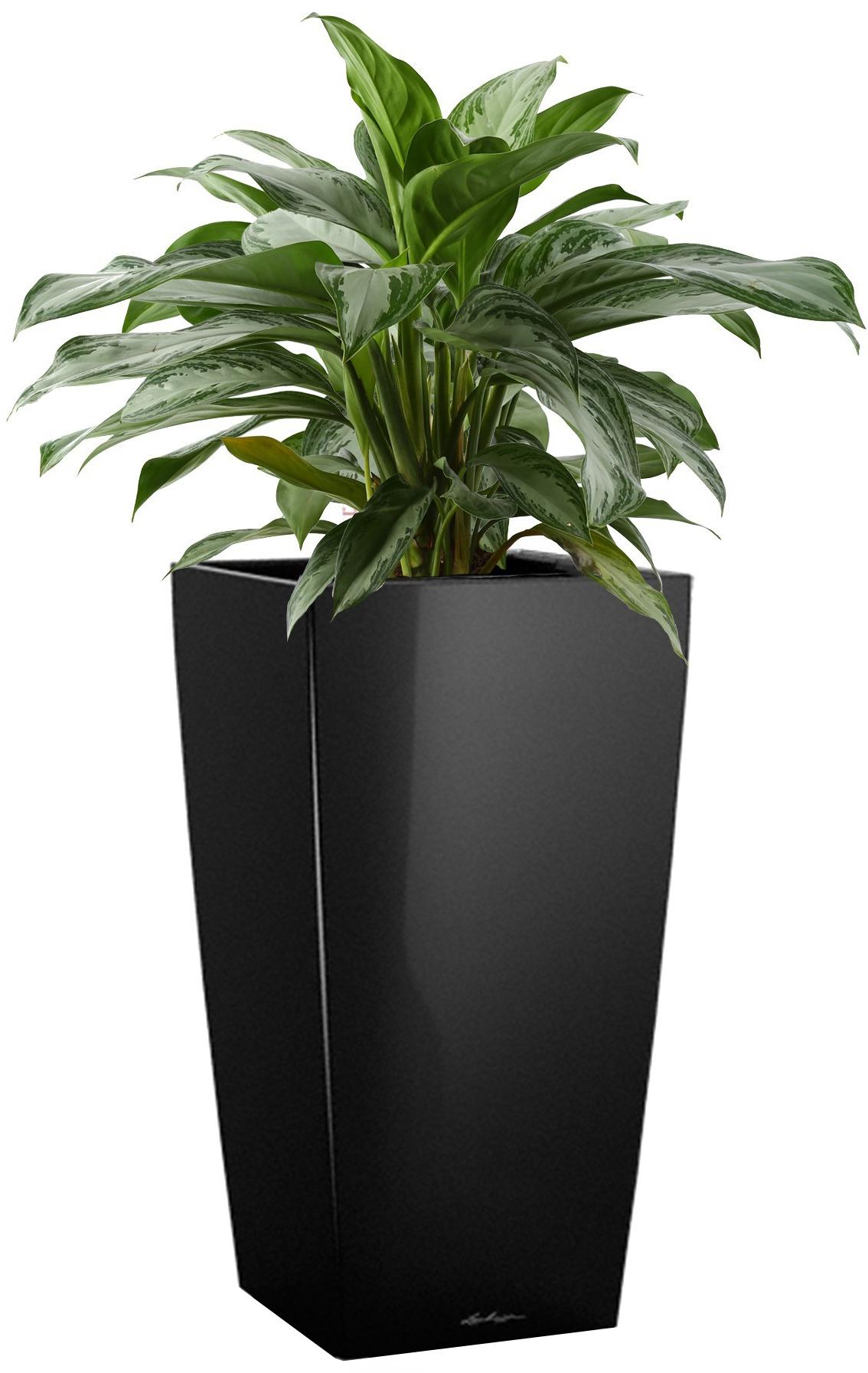 Aglaonema Silver Bay in LECHUZA CUBICO Self-watering Planter, Total Height 85 cm