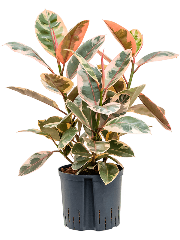 Lush Rubber Plant Ficus elastica 'Belize' Indoor House Plants