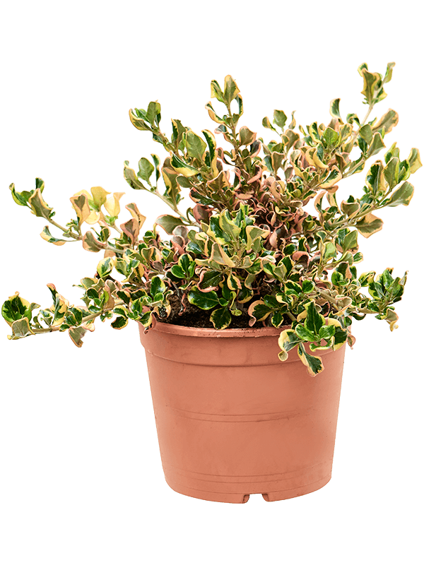 Lush Mirror Bush Coprosma repens 'Pink Splendor' Indoor House Plants