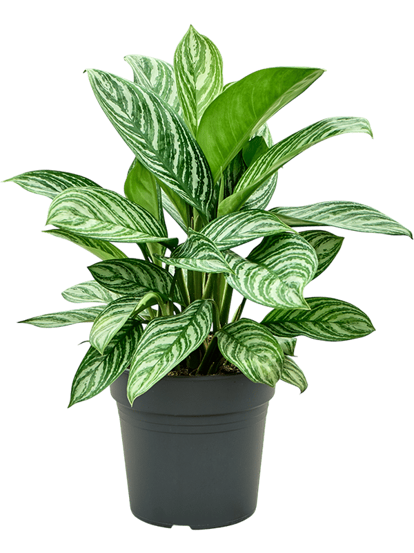 Shade-loving Chinese Evergreen Aglaonema 'Stripes' Indoor House Plants