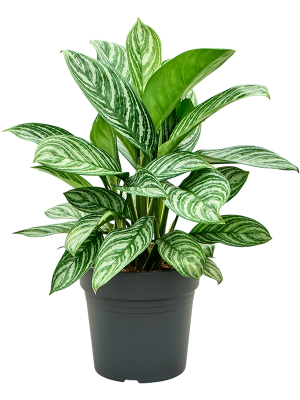 Shade-loving Chinese Evergreen Aglaonema 'Stripes' Indoor House Plants