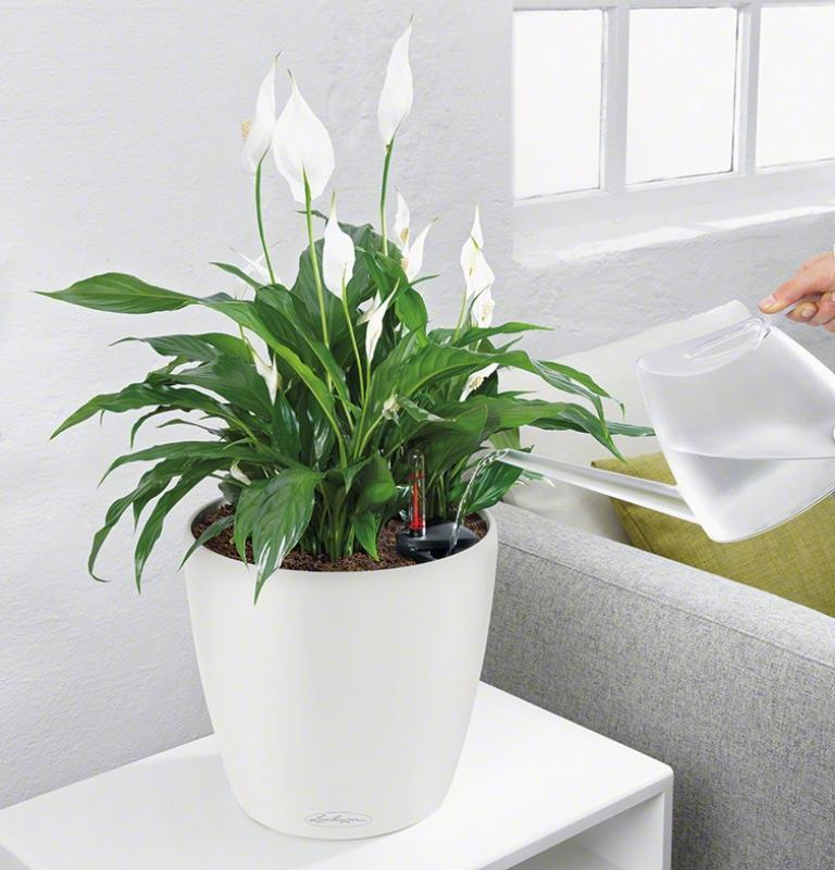 LECHUZA CLASSICO LS Round Poly Resin Self-watering Planter