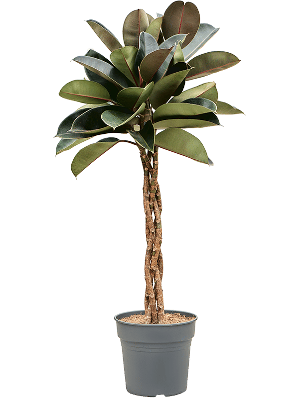 Ficus elastica 'Burgundy'