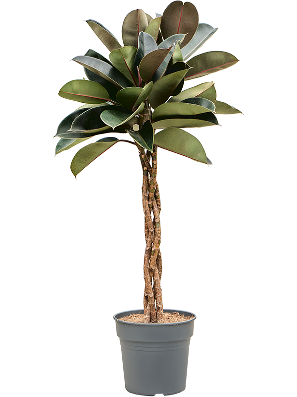 Ficus elastica 'Burgundy'